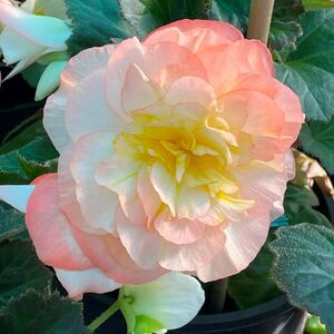 Whitehouse Nursery - Tuberous Begonia