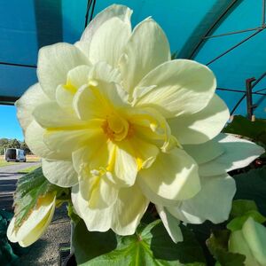 Whitehouse Nursery - Tuberous Begonia