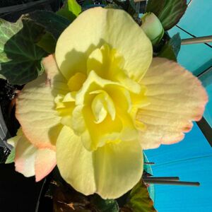 Whitehouse Nursery - Tuberous Begonia