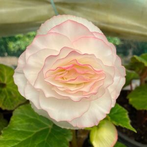 Whitehouse Nursery - Tuberous Begonia