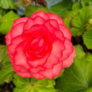 Whitehouse Nursery - Tuberous Begonia