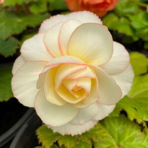 Whitehouse Nursery - Tuberous Begonia