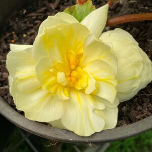 Whitehouse Nursery - Tuberous Begonia