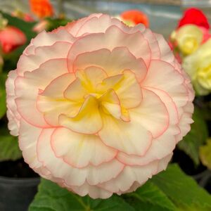 Whitehouse Nursery - Tuberous Begonia