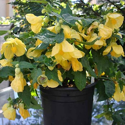 Abutilon X Hybridum Lemon Yellow