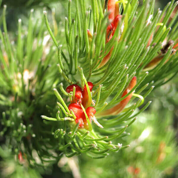 Adenanthos sericea - Red Flowering Albany Woollybush