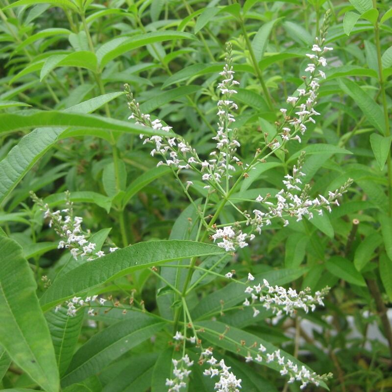 Lemon Verbena