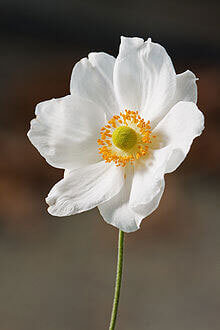 Anemone Japonica White