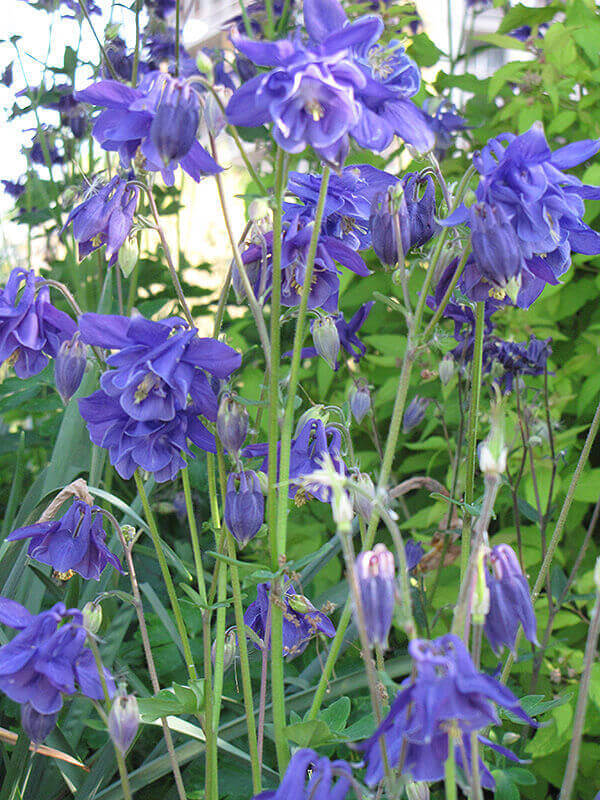 Aquilegia vulgaris Granny's White House Nursery