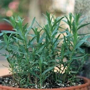 Artemisia Dracunculus  French Tarragon Herb