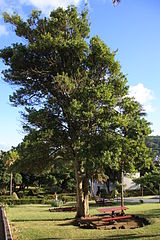 Laurus nobilis - Bay Lauriel Tree/ Sweet Bay