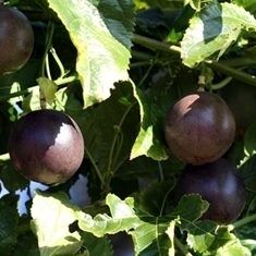 Black Passionfruit  Passiflora edulis