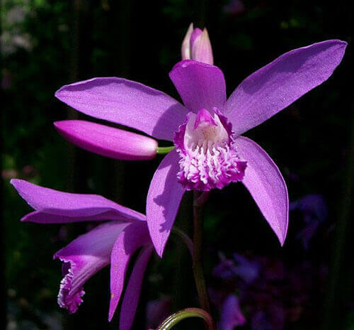 Bletilla Striata - Hardy Orchid