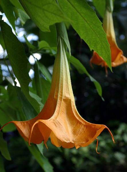 Brugmansia perfume sales