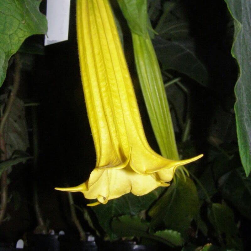 Brugmansia Sanguinea - Midas Yellow