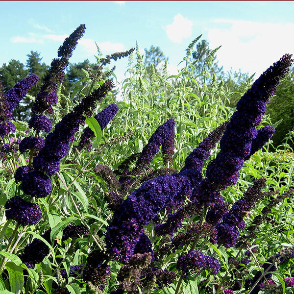 Image of Buddleia davidii 'Black Knight' in flower