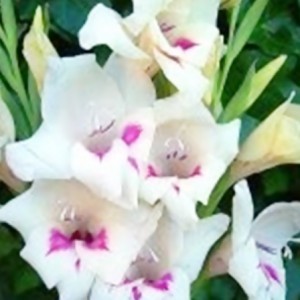 Gladiolus Nana - Carine