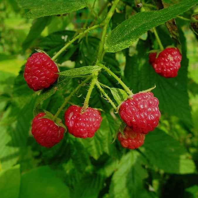 Chilcottin Raspberry