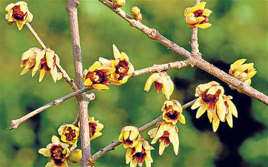 Chimonanthus praecox - 'Winter Sweet'