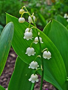 Convallaria majalis - Lily of The Valley