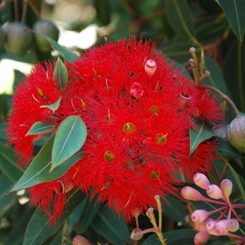 Corymbia ficifolia  Red Flowering Gum