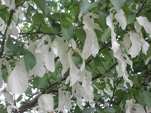 Davidia involucrata - Dove Tree/ Handkerchief Tree