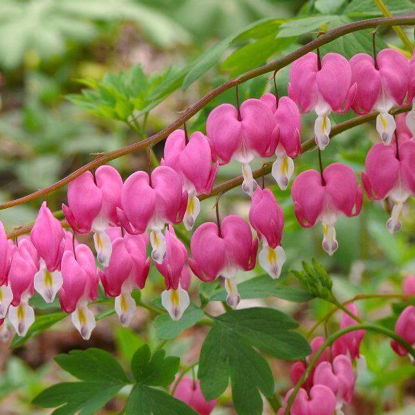 Dicentra spectablis - Bleeding Heart | White House Nursery