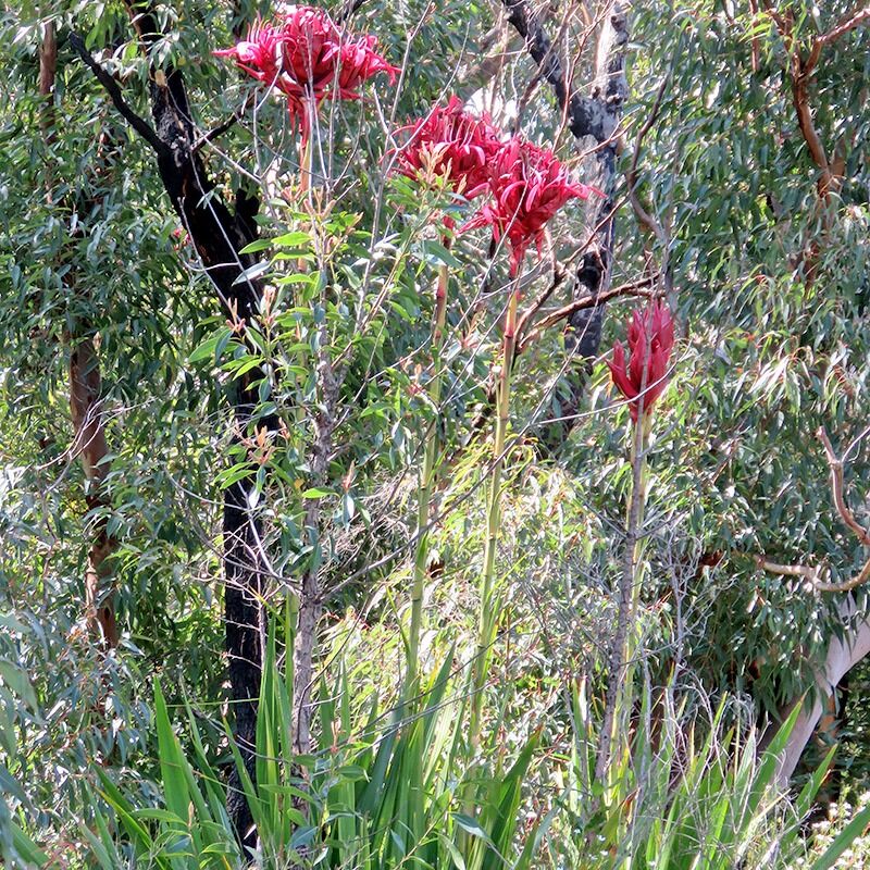 Doryanthese excelsa  Gymea Lily