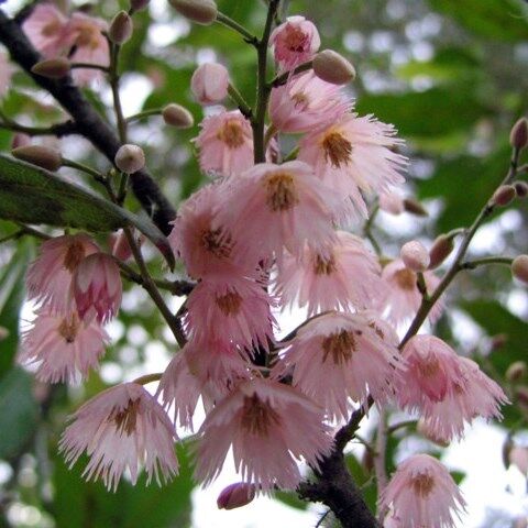 Elaeocarpus reticulatus Pink Form  Blueberry Ash