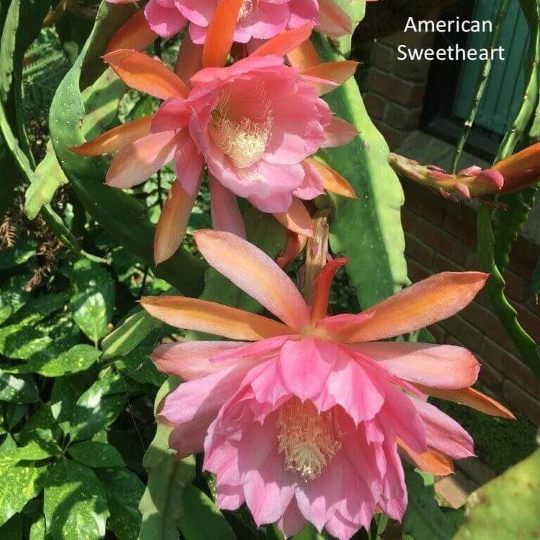 Epiphyllum  American Sweetheart