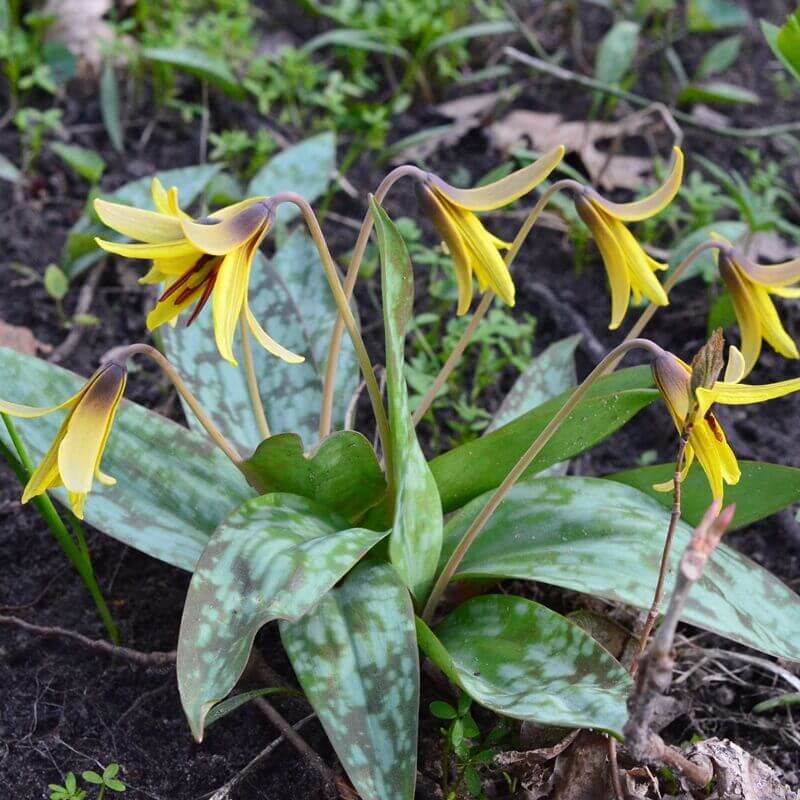 Erythronium americanum  Yellow Trout Lily BULBS
