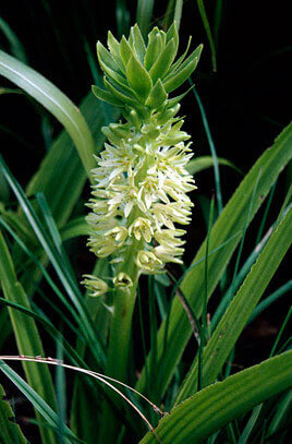 Eucomis autumnalis - Large Pineaple Lily