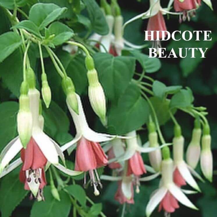 Fuchsia  Hidcote Beauty