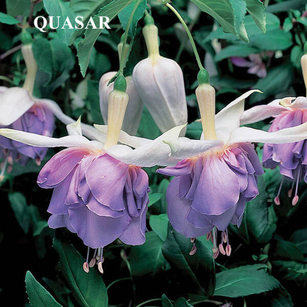Fuchsia  Quasar
