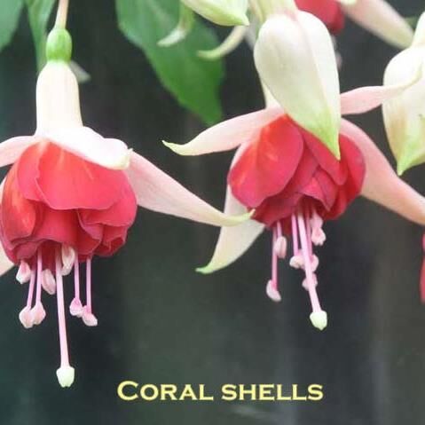 Garden Pot or Hanging Basket Fuchsia  Coral Shells