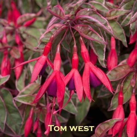 Garden Pot or Hanging Basket Fuchsia  Tom West