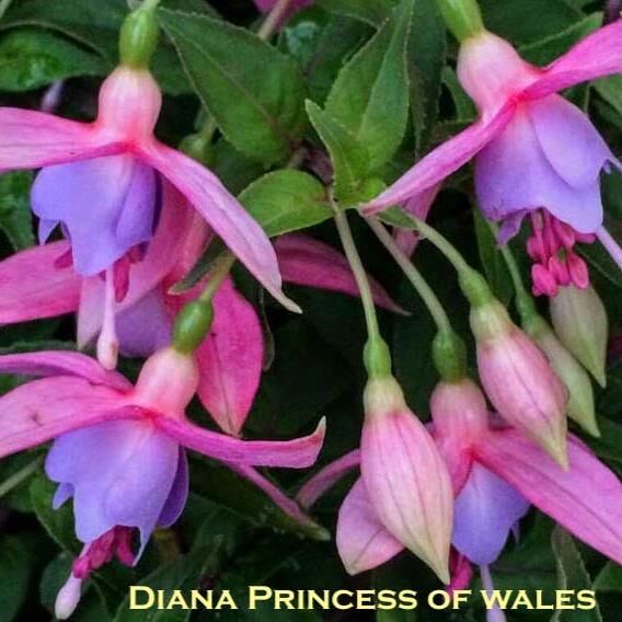 Garden or pot Fuchsia  Diana Princess of Wales
