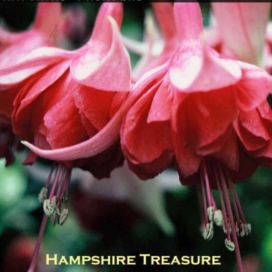 Garden or pot Fuchsia  Hampshire Treasure