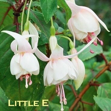 Garden or pot Fuchsia  Little E