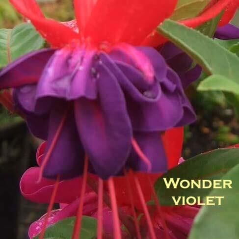 Garden or pot Fuchsia  Wonder Violet