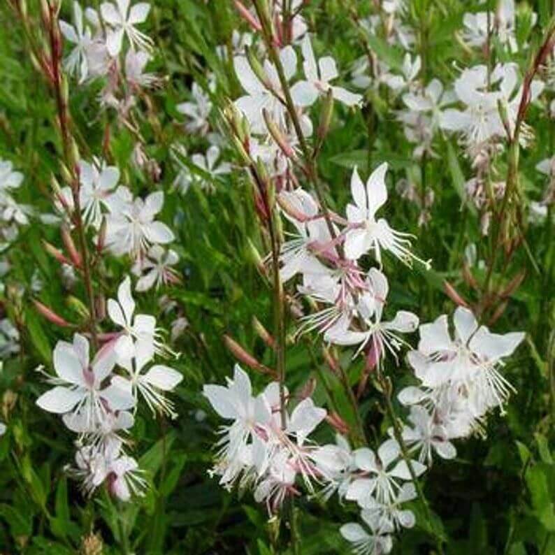 Gaura lindheimeri | White House Nursery