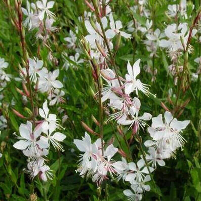 Gaura Lindheimeri Plant Gaura whirling Butterflies Shooting Star