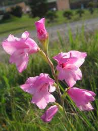 Gladiolus Nana - Thumbergia Charming Beauty