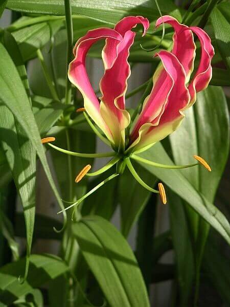 Gloriosa African Flame Lily