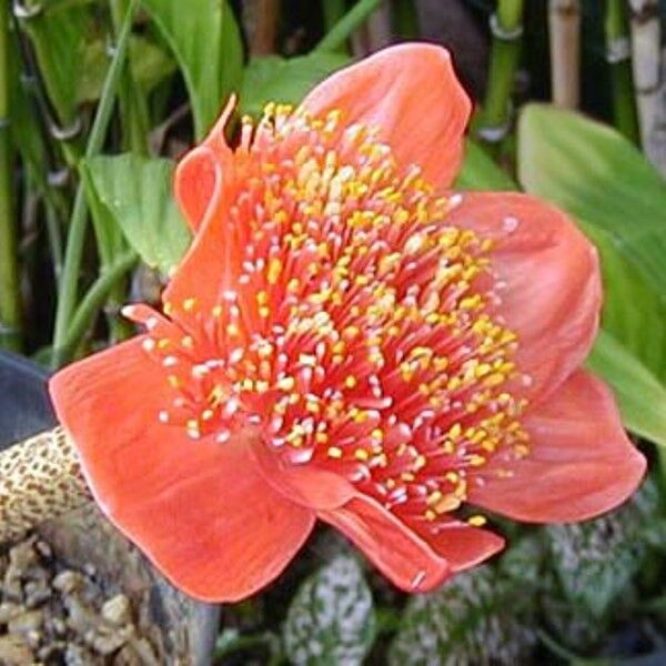Haemanthus Coccineus   Ox TonguePaint Brush Lily