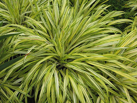 Hakonechloa macra alboaurea - Striped golden grass