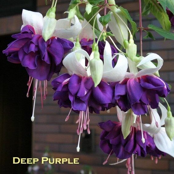 Hanging Basket Fuchsia  Deep Purple