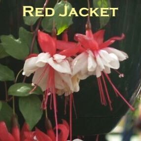 Hanging Basket Fuchsia  Red Jacket