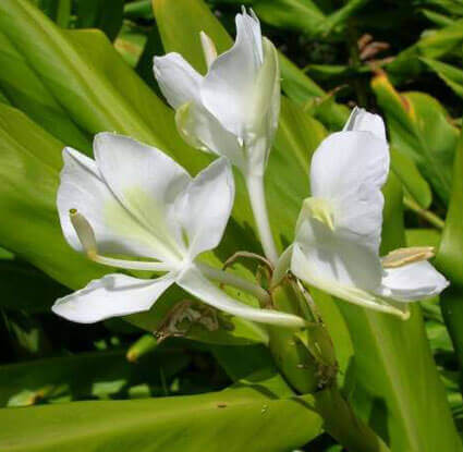 Hedychium Coronarium � White Flowering Ginger Lily