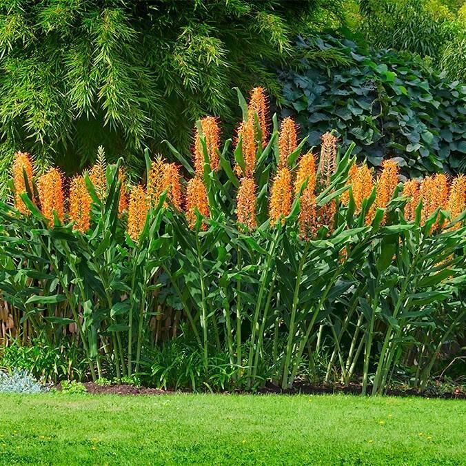 Hedychium x Moorei Tara Tara Hardy Ginger Lily White House